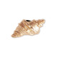 Crocs Jibbitz™ charms Gold Sea Shell